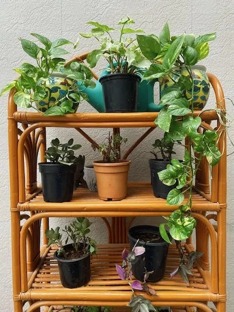 Potted plants in a wooden cabinet